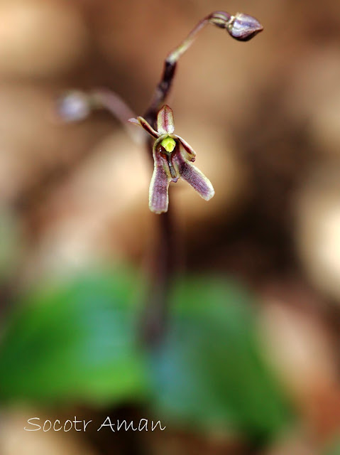 Neottia japonica