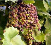 Grapes on the vine