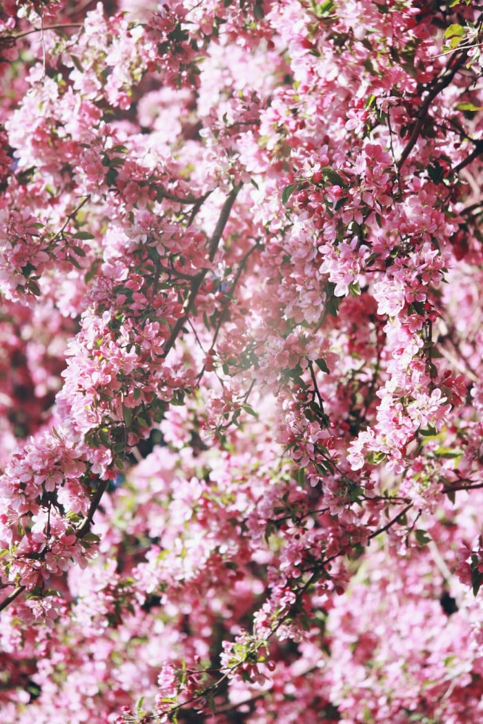 صور زهور وردية - صورة زهرة مجانية