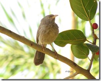 052 Jungle Babbler (Jungli Leloo-Charkhee)