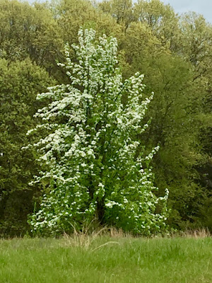 pear tree blooming: May 10, 2017