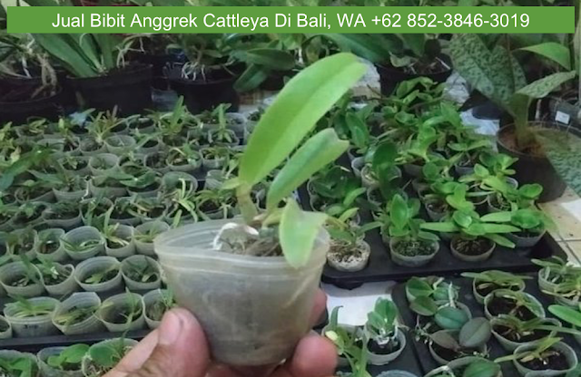 Jual Bibit Anggrek Cattleya Di Bali