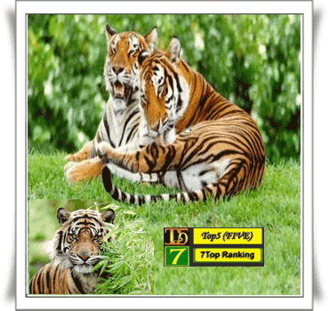  yaitu binatang yang tergolong dalam filum Chordata  7 Jenis Harimau di DuniaSpesies Kucing
