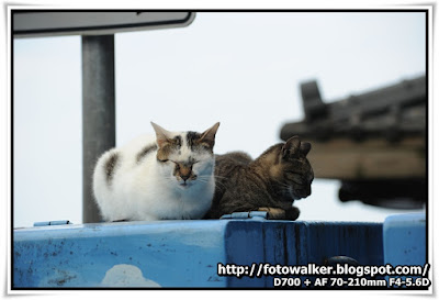 九份猫狗 (Cats & Dogs@Jiufen)