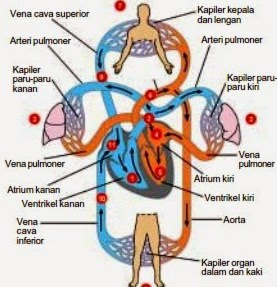 Sistem Peredaran Darah pada Manusia