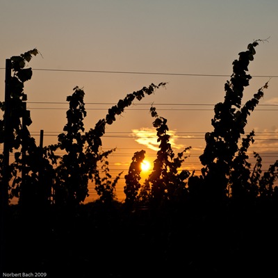 20090906-Sonntag