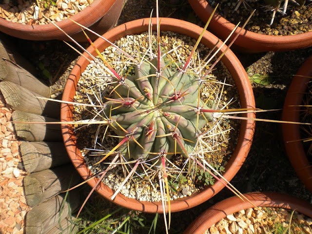 Ferocactus-californicus