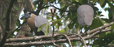 Foto: garza pico de bota (Cochlearius cochlearius)