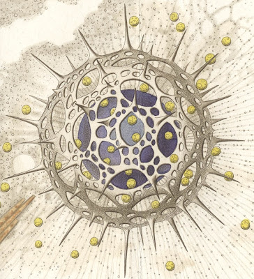 Haeckel 1865, Plate 1 (detail a)