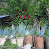 Cultivo de cebollas