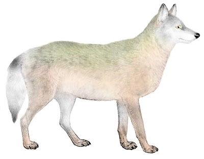 Canis Lupus Nubilus