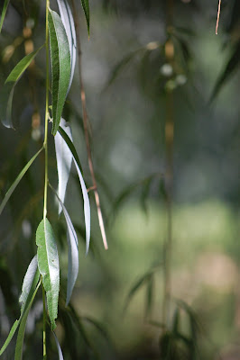 My last summer with my weeping willow trees