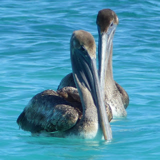 Pelecanus occidentalis - Pélican brun