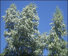 IMGP3761