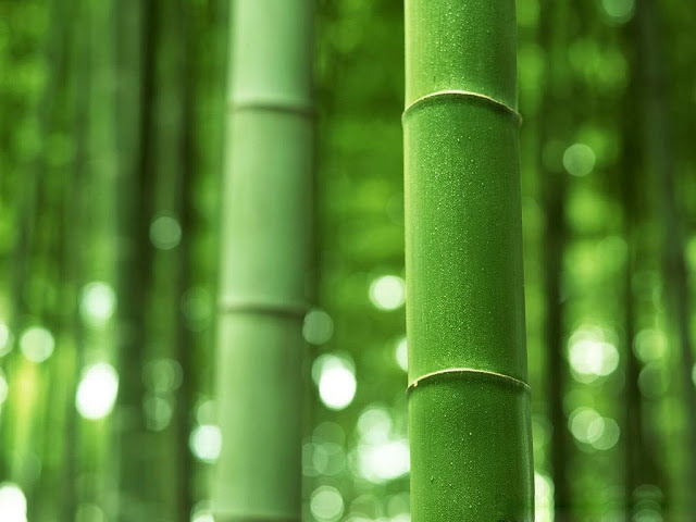 Bamboo Wallpaper3