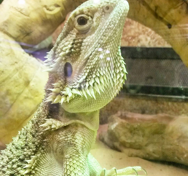 weekly reflect bearded dragon lizard