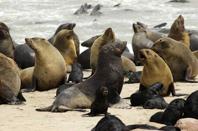 capecross fur seals arctocephalus pusillus