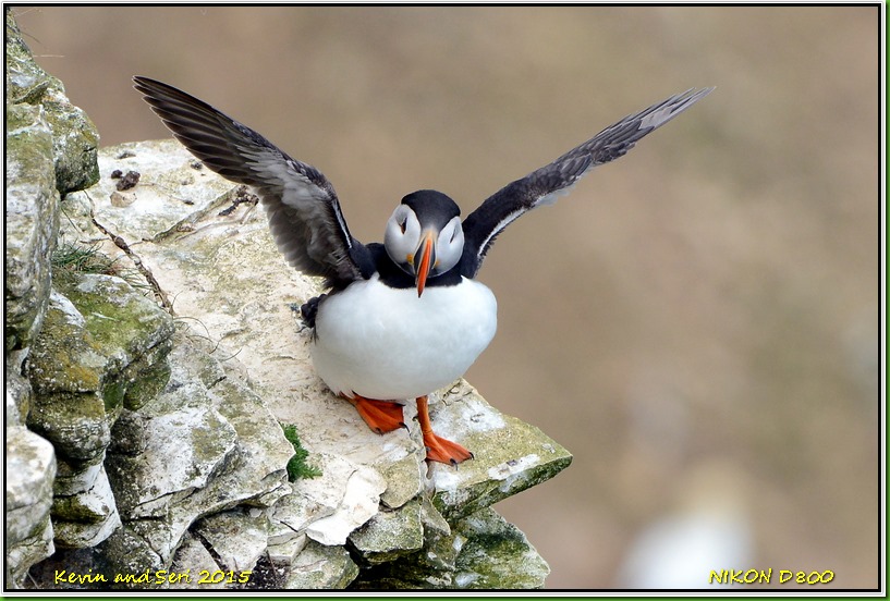 Bempton Cliffs RSPB - May