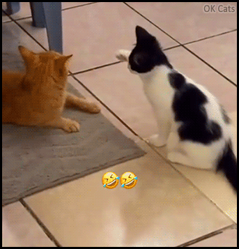 Cat was going to slap Bro, but suddenly he changed his mind, hahaha!