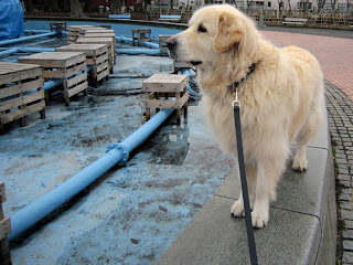 噴水の縁の上の犬