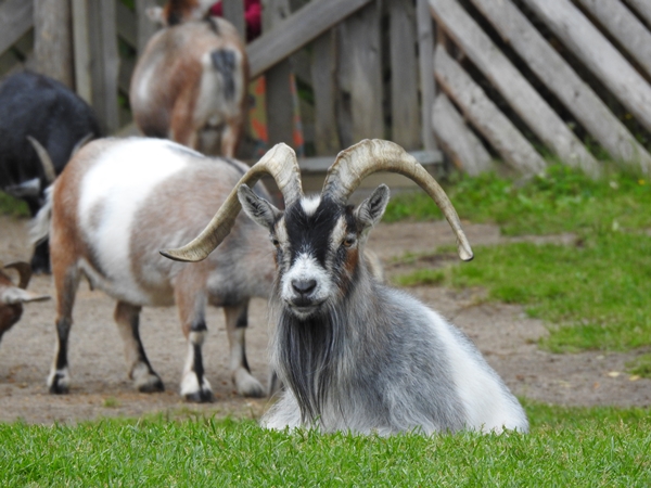 tangen dyrepark