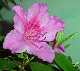 flor azalea