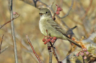 Gray Flycatcher