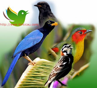 Dengarkan suara 10 jenis burung aneh-aneh mancanegara