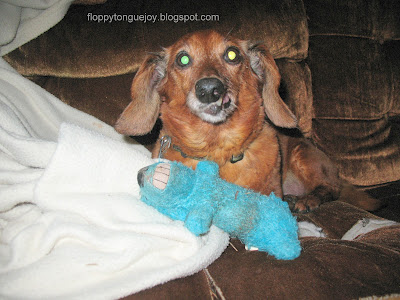 dachshund looking at the camera