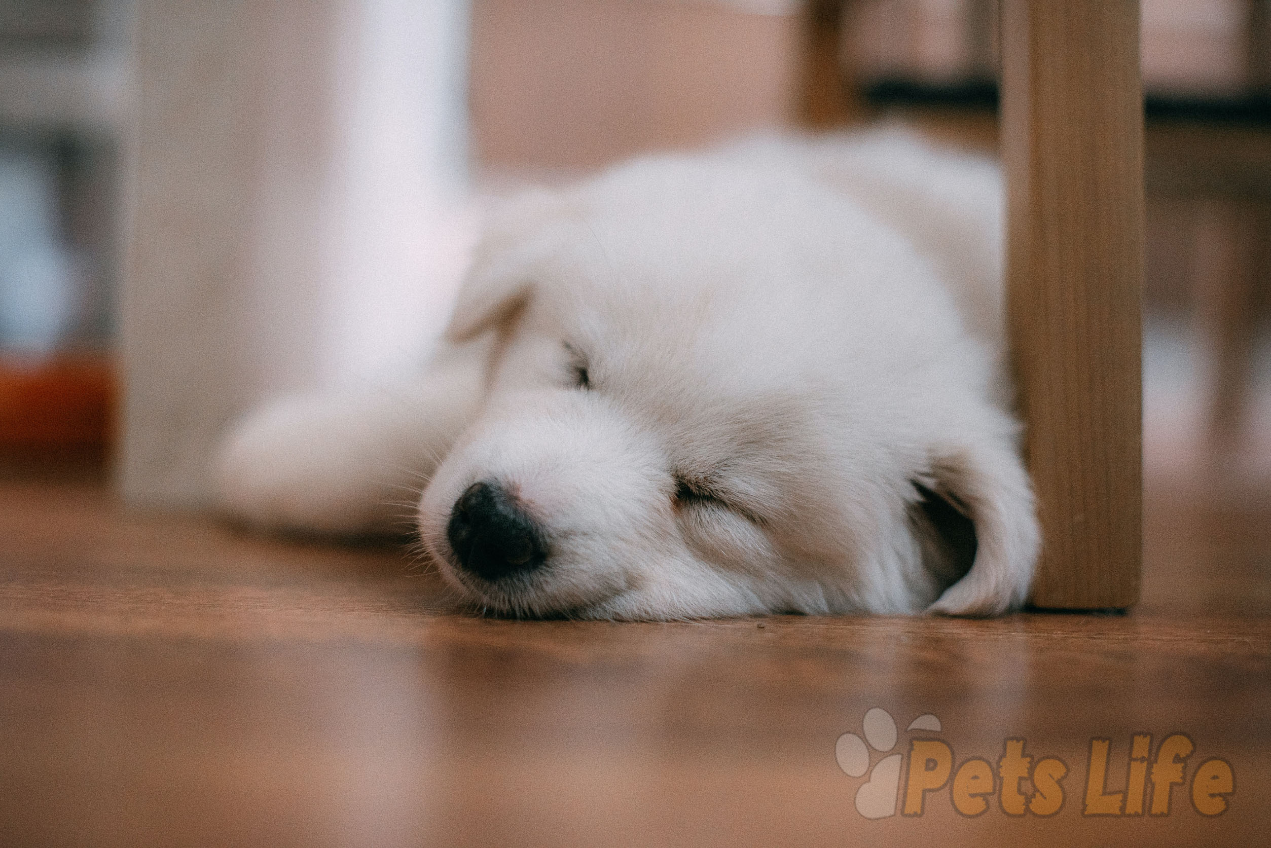 puppy-sleeping-lot