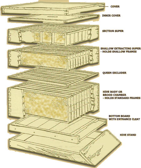  Bee Hive Diagram further Honey Bee Hive Parts. on a beehive diagram