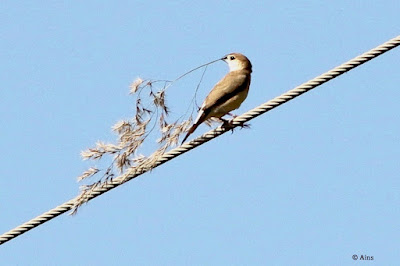 Indian Silverbill