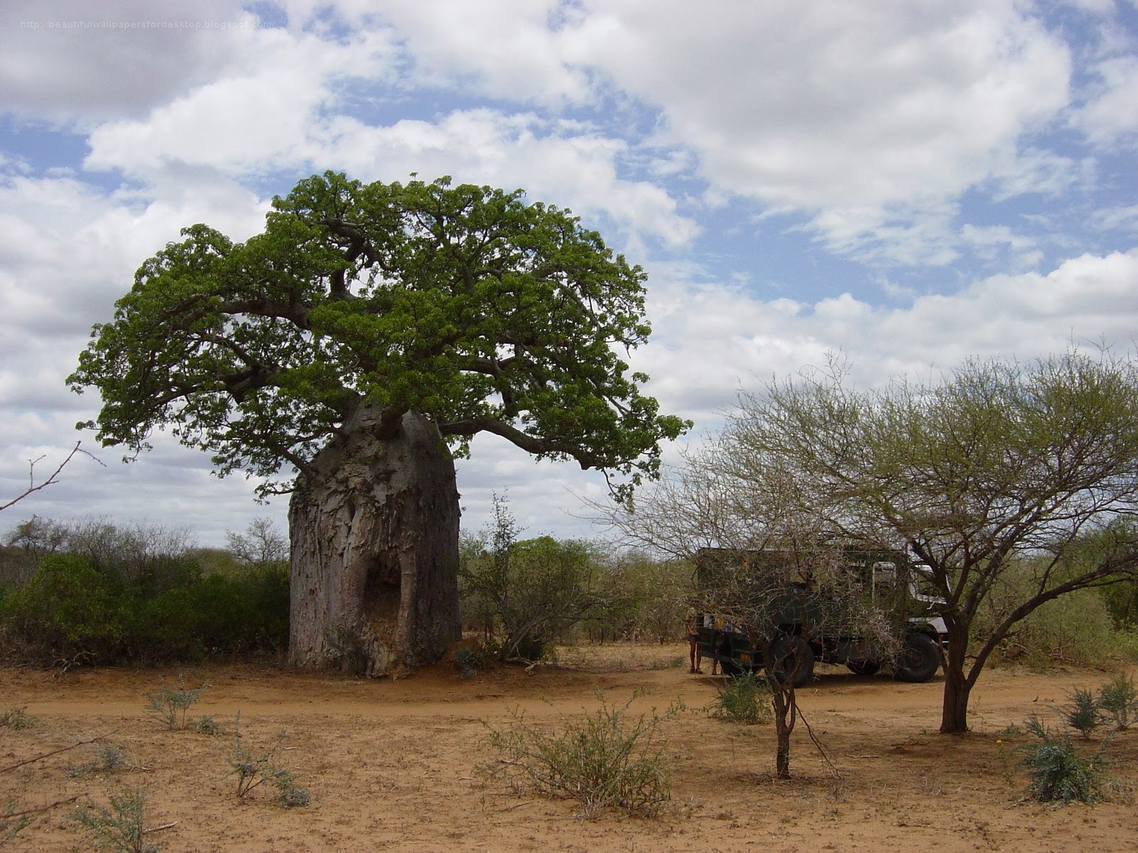 http://allhdwallpaper2014.blogspot.com/2014/01/travel-baobabs-wallpapers.html