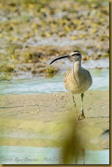 Whimbrel - Numenius phaeopus Whimbrel - Numenius phaeopus