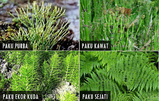 Klasifikasi Tumbuhan Paku/Pteridophyta Lengkap Dengan Ciri-Cirinya