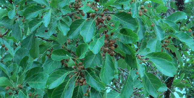 Barro  Terminalia Bellirica - Medicinal Plants Of Nepal