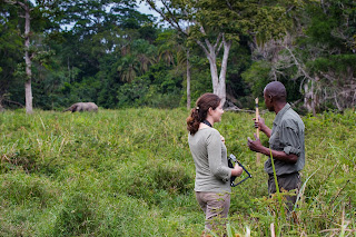 Congo Brazavile The African Experience Open Comunicación elefante