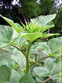 Sunflower Plant with Multiple Buds on Stem ~ JaguarJulie