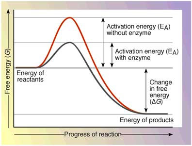 BIOLOGI ASIK: Sifat-Sifat Enzim