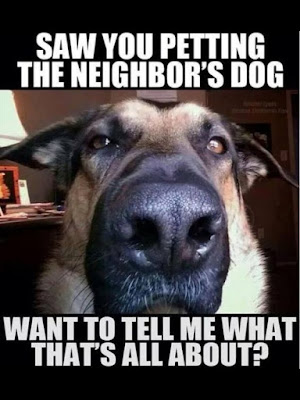 Funny dog pictures : I saw you next door with the dog