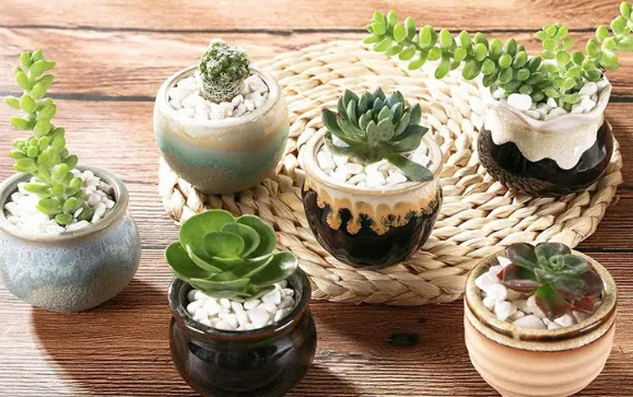 The Best Succulent Plant Pots 2022!