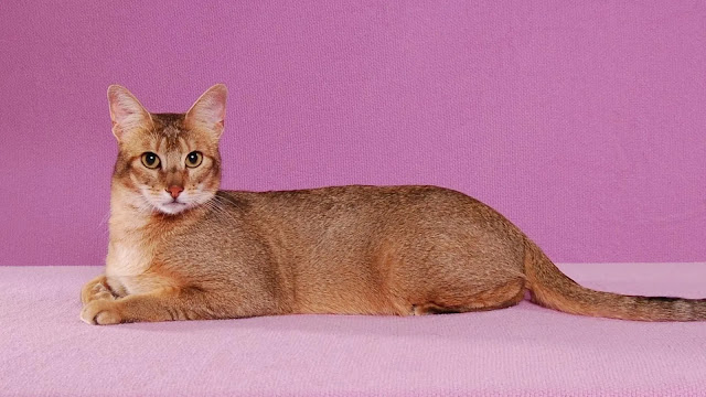 Abyssinian