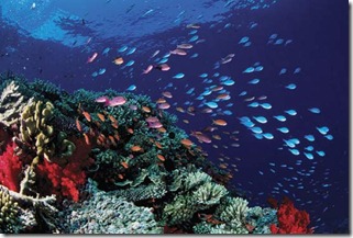 Barreira de Coral (Fonte: Blog Intercâmbio de A a Z)