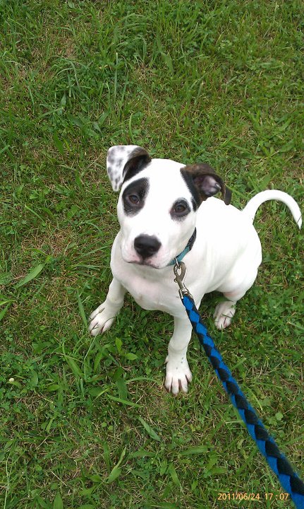 Cute Dogs: black and white pitbull terrier