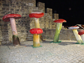 Beautiful Mushrooms