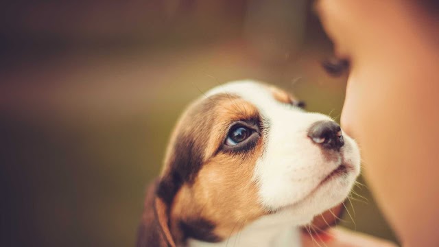 Cães tentam se comunicar com seres humanos, diz estudo