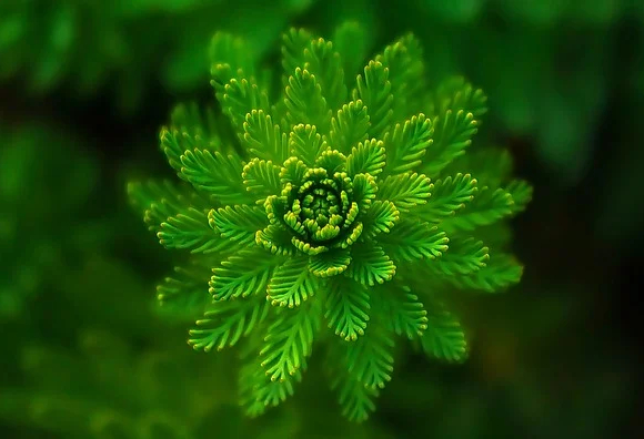 Planta con hojas en forma de flor