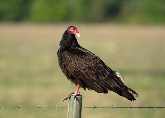 Turkey Vulture - Florida