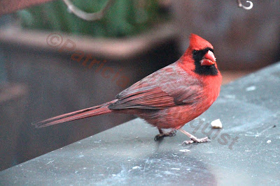 Words In Our Beak’s goal is to open readers to a simple understanding of the winged world and their environment. Set in a rooftop urban garden in New York City, my story is told in the voice of Cam, a female cardinal, who visits it. Words In Our Beak is directed to children and adults who are curious about birds, and want to learn about them from a unique perspective. The book includes hundreds of images of flora and fauna, links to movies, as well as to informative narratives that have been created by the author.  Now in Apple’s iBooks store @ https://itunes.apple.com/us/book/words-in-our-beak/id1010889086?mt=11