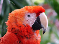 Photos Of Tropical Birds